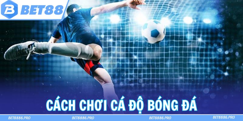 Top 3 Cách Chơi Cá Độ Bóng Đá Siêu Hiệu Quả Cho Người Mới