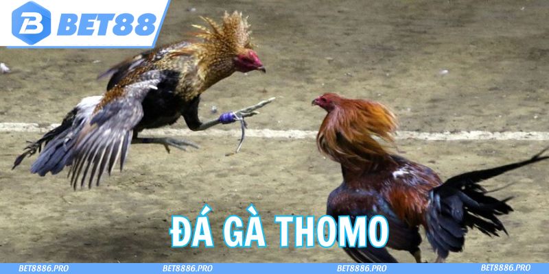 Đá Gà Thomo Bet88 - Trải Nghiệm Giải Trí Siêu Đỉnh Cao