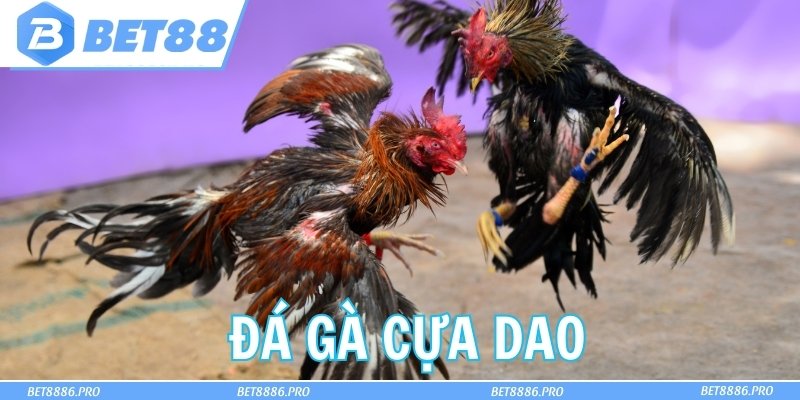 Đôi nét về đá gà cựa dao